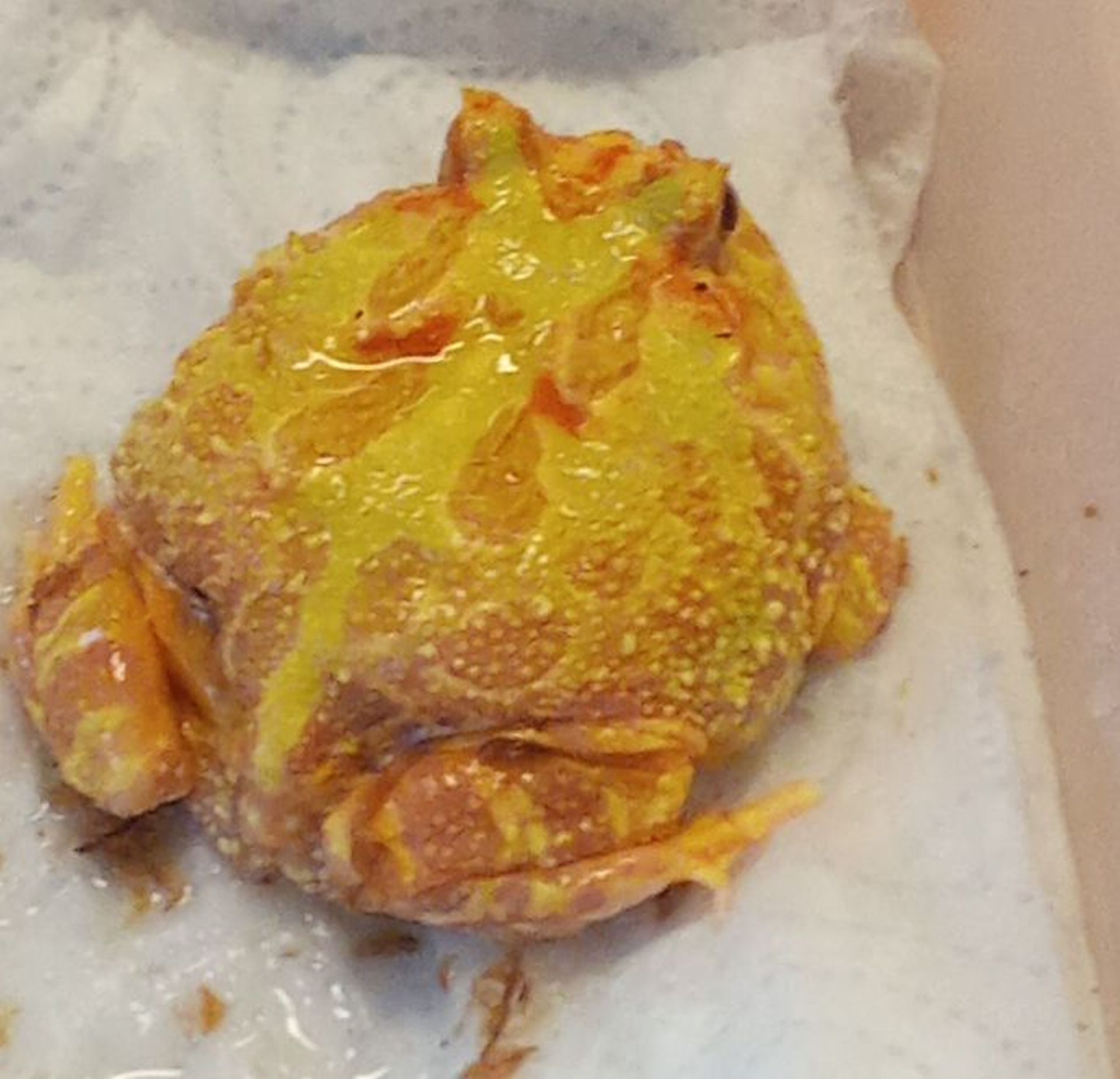 ŻYWA LEKCJA O PŁAZACH ŻYWA LEKCJA O PŁAZACH