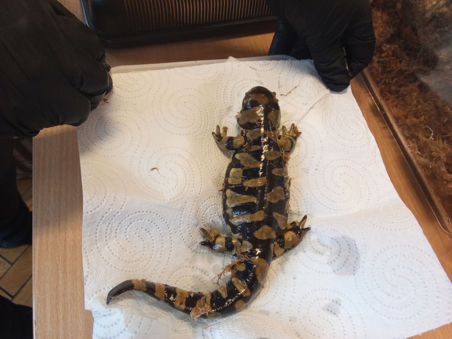 ŻYWA LEKCJA O PŁAZACH ŻYWA LEKCJA O PŁAZACH