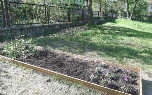 Szkolny ogródek warzywny (3)